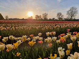 E' primavera: scatta la sfida dei tulipani
