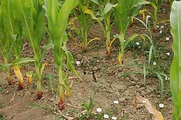 Agricoltura crisi globale? 