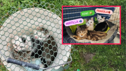 Abbandonati sotto la pioggia in un secchio sigillato, i cuccioli salvati dall'annegamento cercano casa