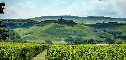 Il Barolo e il Barbaresco sbarcano in America: “From Langhe to New York” è il motto