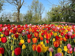 Chieri bellezza in fiore: i tulipani di Messer Tulipano e l’arte di Norma Carpignano 