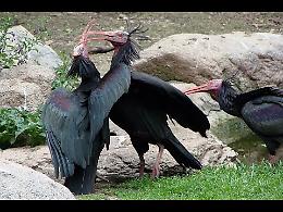 Quattro rarissimi Ibis Eremita filmati ad Avigliana. Nel mondo ce ne sono solo 500