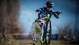 I Mondiali di Canicross 2024 a Bardonecchia: un evento sportivo che celebra l'amicizia tra uomo e cane