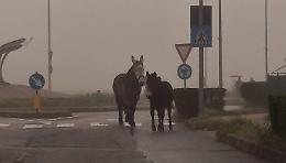 L'hanno rifatto: il cavallo e l'asino (di nuovo) a spasso per le vie della città 