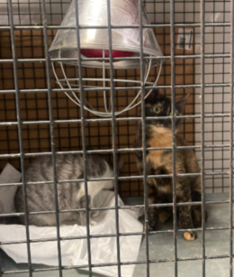 Tre gatti salvati in extremis dalle Giacche Verdi a Carmagnola