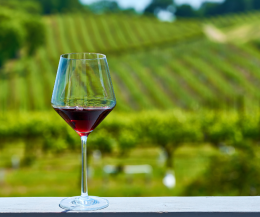 Avete mai provato il Brachetto? E' il Vitigno dell'anno