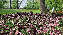 Lo spettacolo dei tulipani in fiore conquista gli occhi: ecco tutte le foto