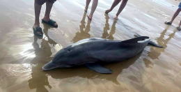 194 cetacei spiaggiati sulle coste italiane nell&rsquo;arco degli ultimi 15 mesi: l'allarme lanciato da Life Delfi