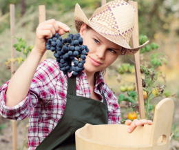 Vino, sempre più giovani tra le vigne e le aziende under 35 guadagnano di più. Ecco perché
