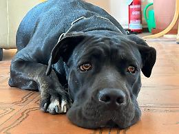 La polizia salva un cane maltrattato a Mirafiori: adesso cerca una nuova casa