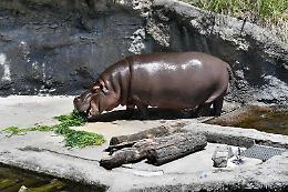 Sorpresa allo zoo di Osaka: l'ippopotamo Gen-chan, creduto maschio per anni, è in realtà una femmina