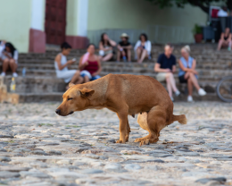 Vigili in borghese per multare i padroni maleducati dei cani