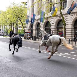 Caos a Londra: cinque cavalli della Guardia Reale in fuga causano incidenti e panico [VIDEO]