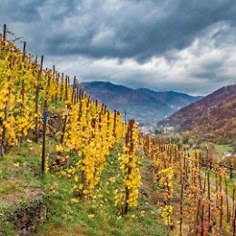 "Vini all'insù 2024": la celebrazione dei vini di montagna a Perosa Argentina