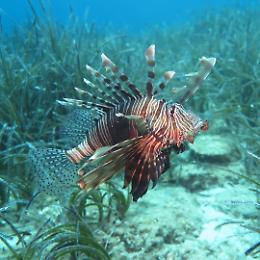 Dopo il Granchio blu, un'altra invasione nel Mediterraneo: cos'è il Pesce Leone e perché deve preoccuparci