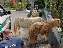 Tre pony a spasso tra le case, erano scappati da un'azienda agricola