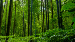 "Le foreste europee sono in pericolo": un terzo delle specie arboree a rischio estinzione entro il 2100 
