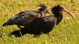 Cinque rarissimi Ibis Eremita avvistati dai guardiaparco in Val di Susa. Al mondo ne sopravvivono poche centinaia