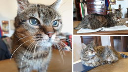 Addio al gatto Churchill, il "vecchietto" che era stato adottato dal municipio di San Mauro