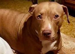 Lite in piazza, il cane difende il padrone e viene ucciso a coltellate