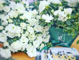 Azalee della ricerca: un fiore contro il cancro per la Festa della Mamma
