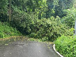 Un albero crolla improvvisamente in mezzo alla strada. Il quartiere: «Servono interventi»