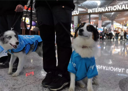 Volare è uno stress? In questo aeroporto c'è una task force di cuccioli che aiutano i passeggeri