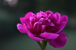 Il ritorno delle peonie: un tripudio di colori ai Vivai delle Commande