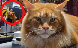 Il gatto più bello del mondo è un Maine Coon e si chiama Tornado 