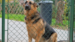 I ladri mettono ko il cane da guardia con lo spray al peperoncino e svuotano la villetta dei proprietari