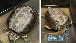 Una pericolosa tartaruga azzannatrice "spunta" nel giardino del maneggio