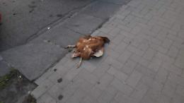 «Ero a passeggio e mi è precipitata sulla testa...una gallina morta»