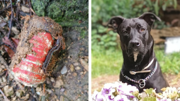 Il cane Alì scopre una bomba della Seconda Guerra Mondiale nei boschi di Cumiana
