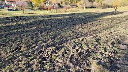 Cinque laghi di Ivrea: stop agli abbattimenti dei cinghiali dal 1 giugno, Coldiretti in rivolta