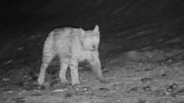 La lince è tornata: nuovo avvistamento nel parco Nazionale del Gran Paradiso