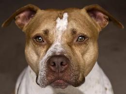 Bimbo muore azzannato da un pitbull, aperta un'inchiesta