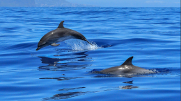 "Scatta il Mediterraneo": inizia oggi il contest fotografico europeo che celebra la biodiversità marina