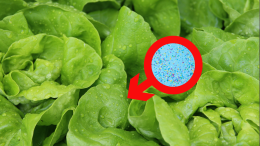 "Le microplastiche sono presenti anche nell'insalata": l'inquietante rivelazione di uno studio dell'Università Cattolica
