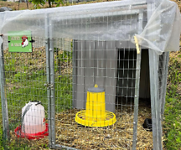 Furto nel giardino della scuola: rubati i galletti del progetto didattico