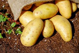 Patate, al mercato il prezzo è alle stelle. Colpa della pioggia