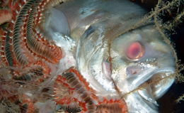 Dopo il Granchio Blu e il  Pesce Leone, ora è il Vermocane a infestare i nostri mari