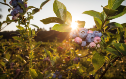 Il paradiso del mirtillo? Esiste e si trova in Piemonte