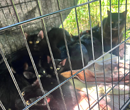 Abbandonati 15 gattini sulla riva del Sangone, servono famiglie per aiutarli