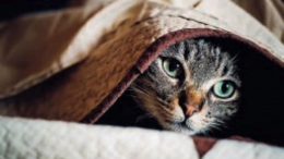 C'è un killer di gatti? Due macabri ritrovamenti a San Mauro Torinese