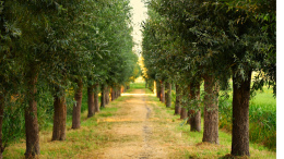 Moncalieri rifiorisce: duemila nuovi alberi per un futuro sostenibile 