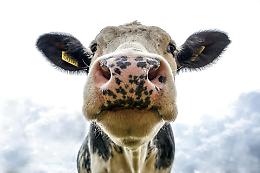 Allevatore preso a calci da una mucca durante la transumanza: ricoverato al Cto