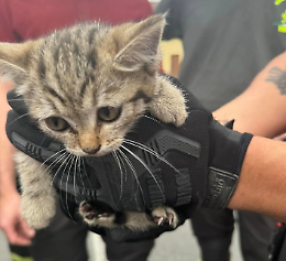 Storia, con doppio lieto fine, di un gattino incastrato nel motore di un'auto a Favria