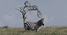 "The Battle for Laikipia": ecco  il Miglior documentario del 2024 