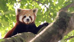 Nuovo arrivo allo Zoom di Torino: è nato il primo cucciolo di panda rosso
