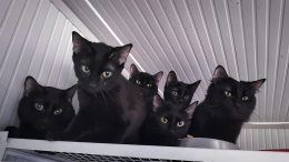 Abbandonati in una gabbia sulle rive del Sangone, i 13 gattini adesso sono pronti a essere adottati